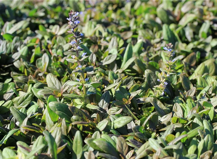 Kriechender Günsel 'Chocolate Chip'