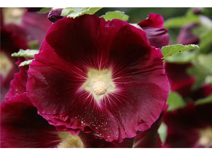 Feigenblättrige Stockrose