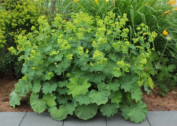 Alchemilla epipsila
