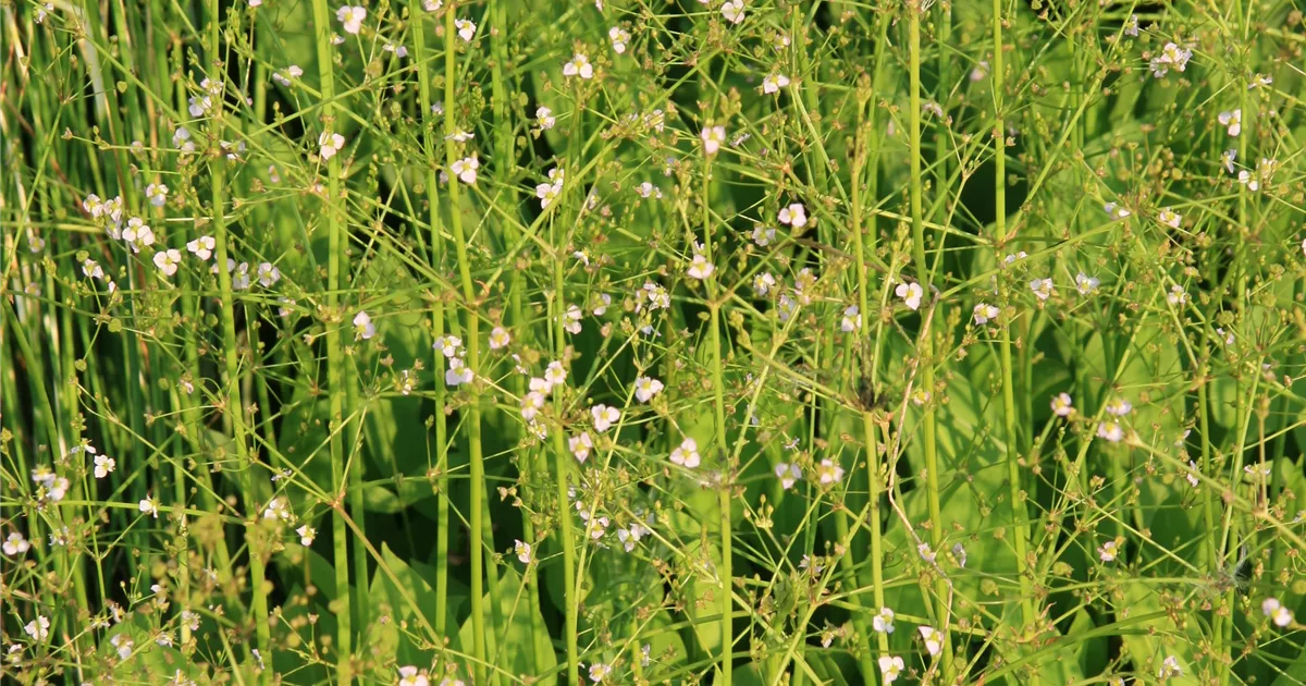 alisma-plantago-aquatica-gew-hnlicher-froschl-ffel-bamberger