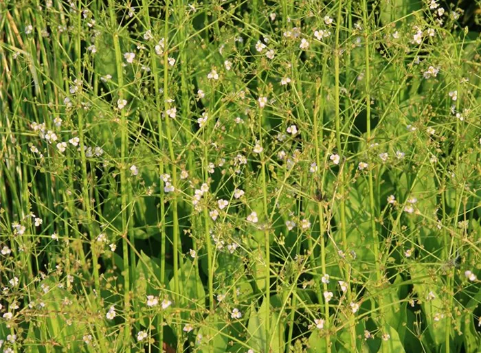 Gewöhnlicher Froschlöffel