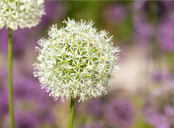 Riesen-Lauch 'Mont Blanc'