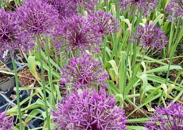 Allium 'Purple Rain'