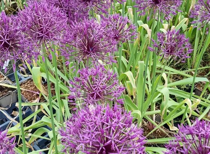 Kugellauch 'Purple Rain'