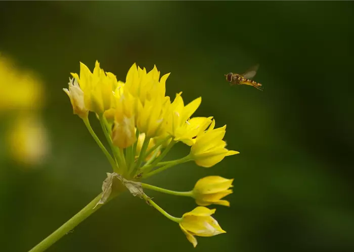 Allium moly
