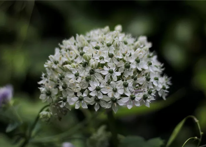 Allium nigrum