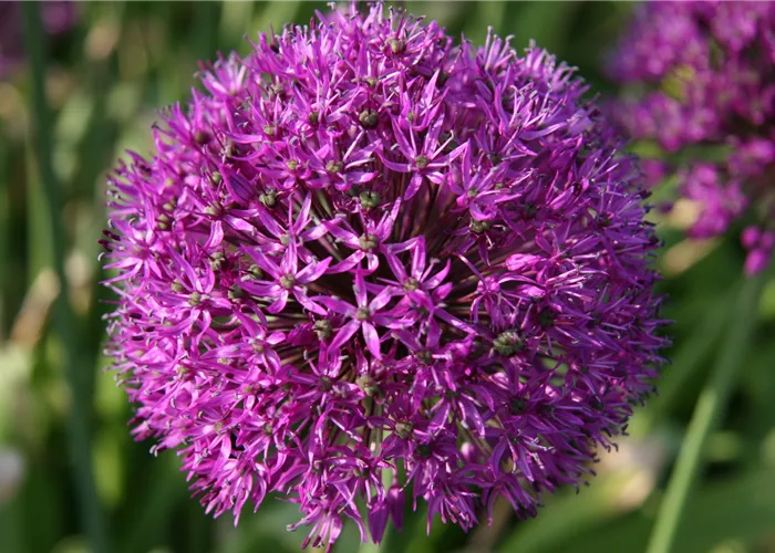 Allium aflatunense 'Purple Sensation'