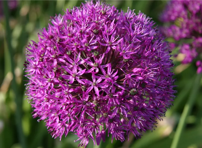 Kugellauch 'Purple Sensation'