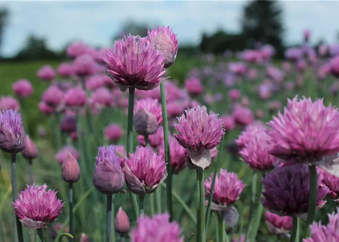 Allium schoenoprasum 'Forescate'