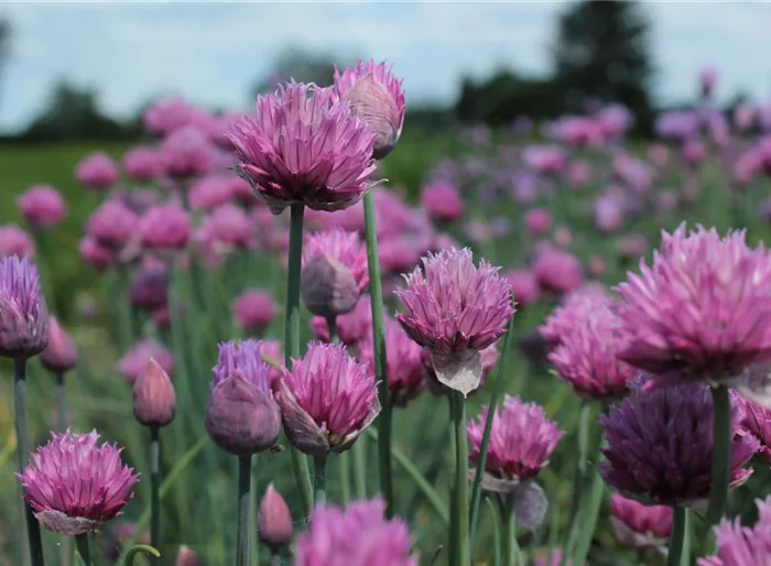 Blüten-Schnittlauch 'Forescate'