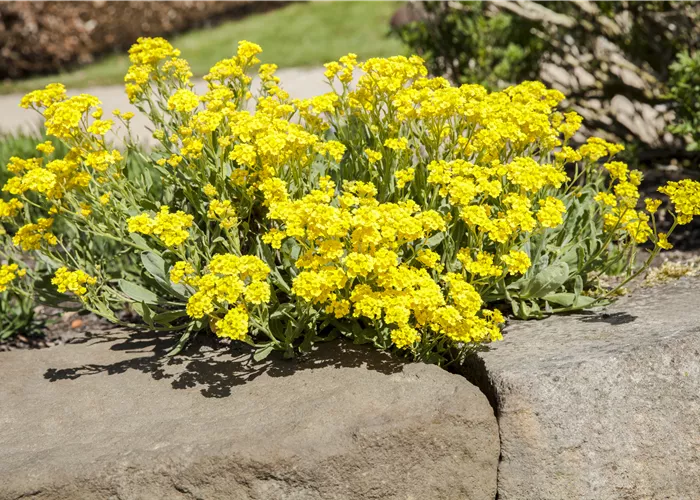 Alyssum saxatile 'Sulphureum'