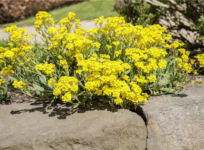 Felsen-Steinkraut 'Sulphureum'