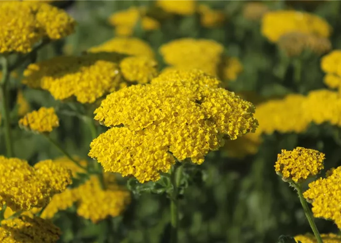 Achillea clypeolata 'Moonshine'