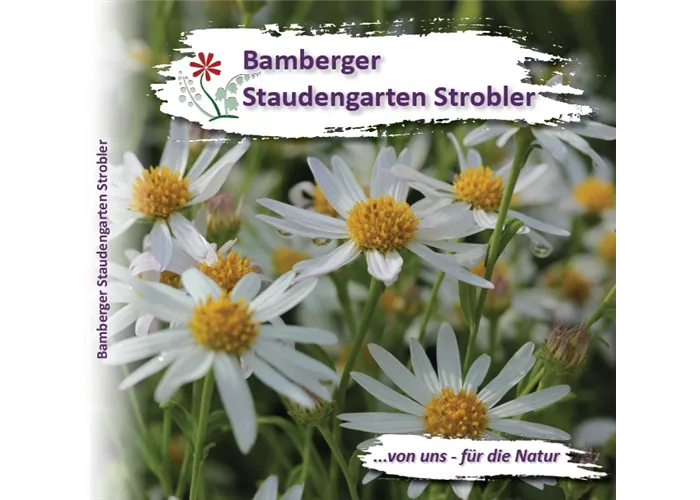 Staudenkatalog