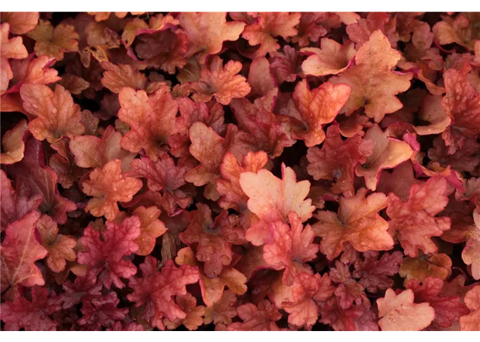 Immergrüner 'Schattenschlund'