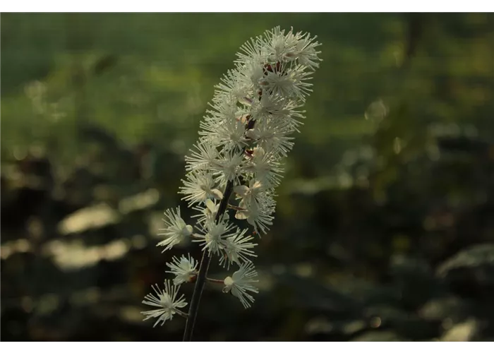 Actaea simplex 'Atropurpurea' (Cimicifuga)
