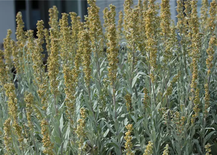 Artemisia ludoviciana 'Valerie Finnis'