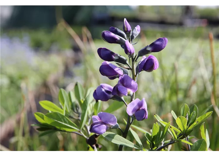Baptisia australis 'Purple Smoke'