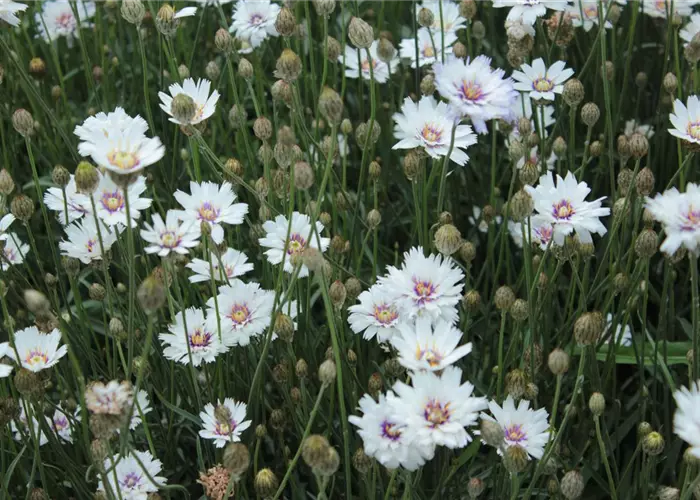 Catananche caerulea 'Alba'