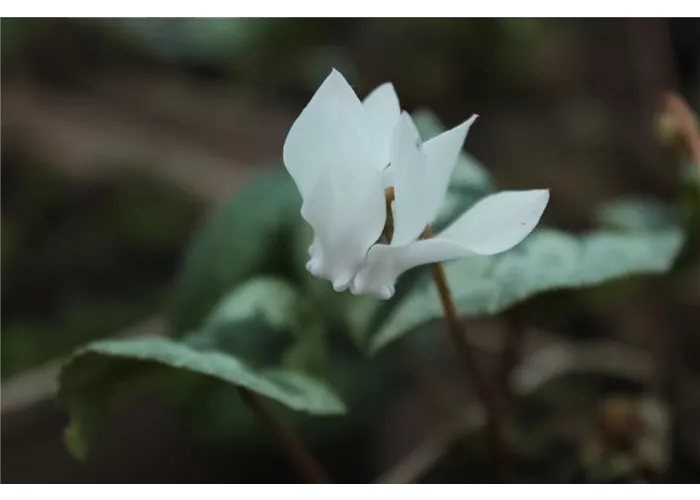 Cyclamen hederifolium 'Perlenteppich'