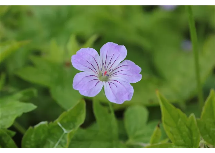 Geranium nodosum