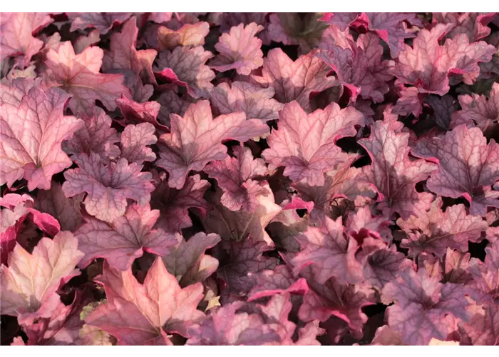 Heuchera x cult. 'Berry Smoothie' -R-