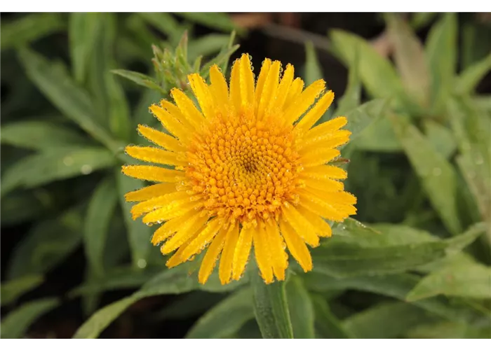 Inula ensifolia 'Compacta'