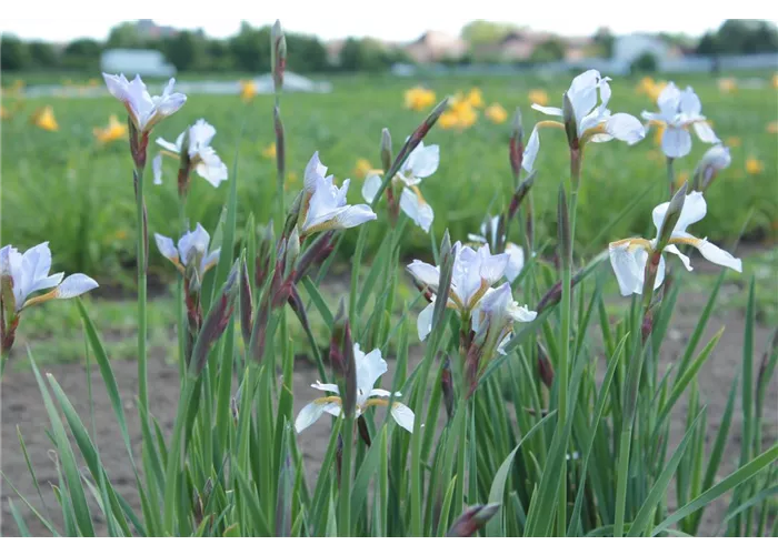 Iris sibirica 'Mrs. Rowe'