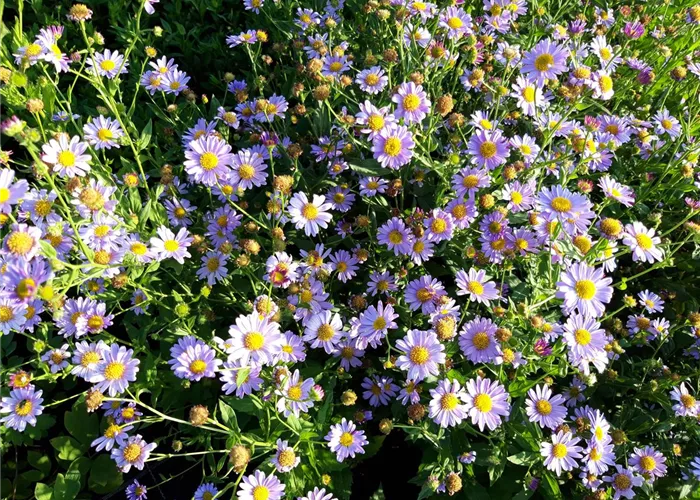 Kalimeris mongolica 'Antonia'