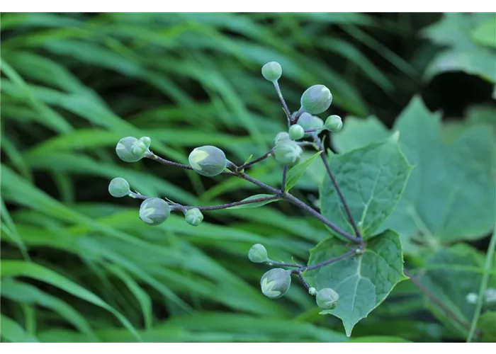 Kirengeshoma palmata