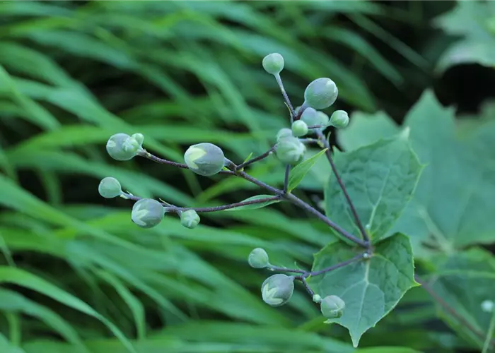 Kirengeshoma palmata