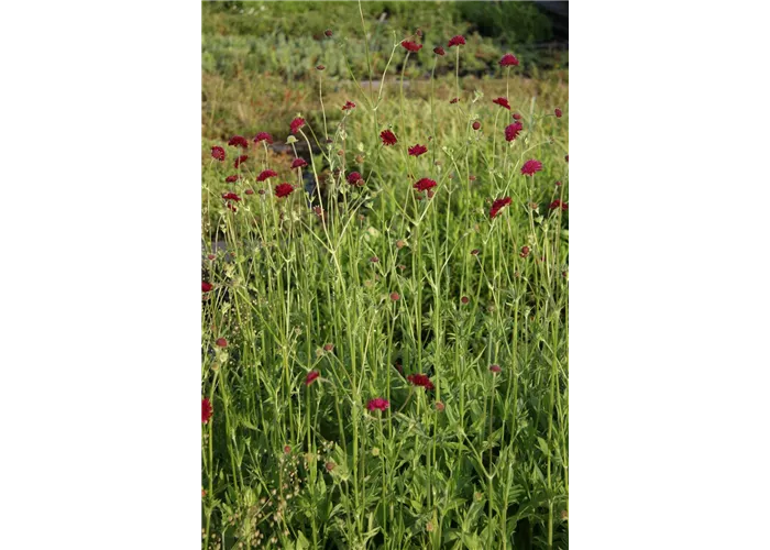 Knautia macedonica 'Red Knight'