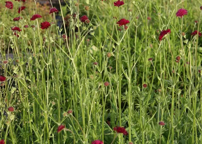 Knautia macedonica 'Red Knight'