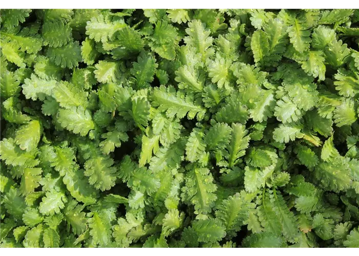 Leptinella dioca (Cotula)