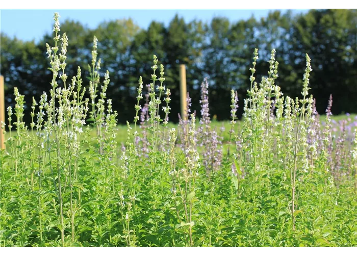 Nepeta nuda 'Alba'
