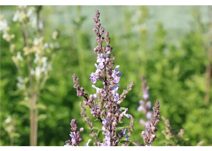Nepeta nuda 'Purple Cat'