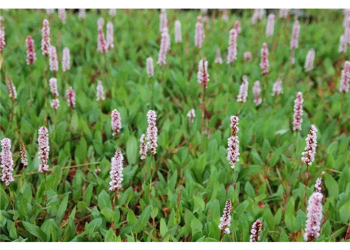 Persicaria affinis 'Darjeeling Red'