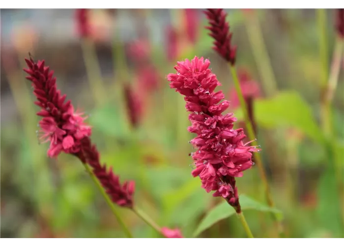 Persicaria amplexicaulis 'JS Calor' -R-