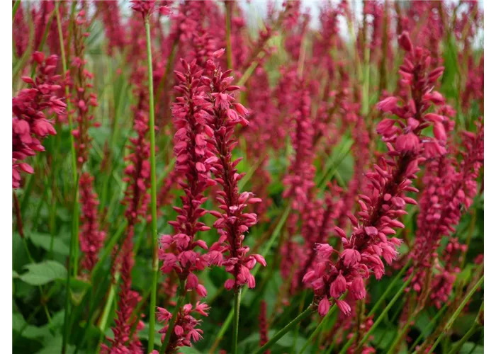 Persicaria amplexicaulis 'Speciosa'