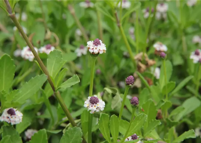 Phyla nodiflora 'Summer Pearls'