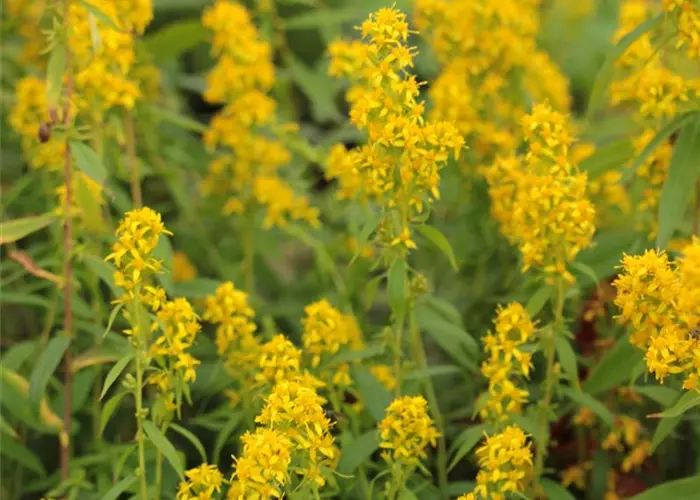 Solidago caesia