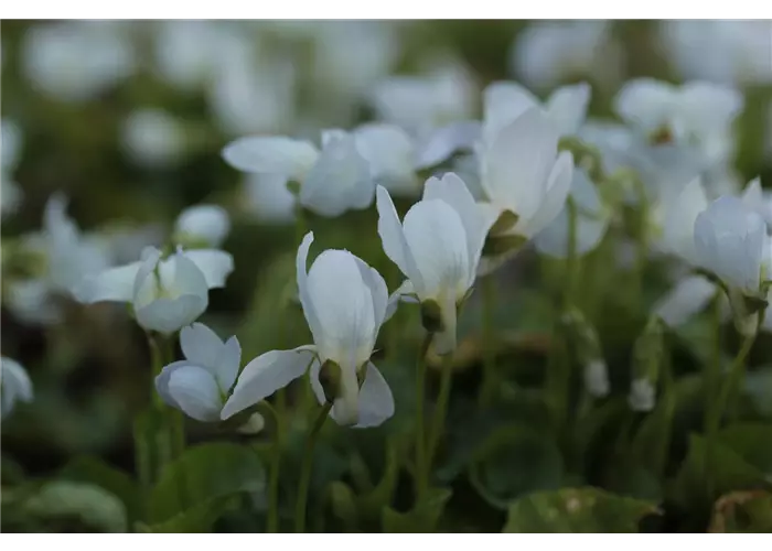 Viola odorata 'Schneekönigin'