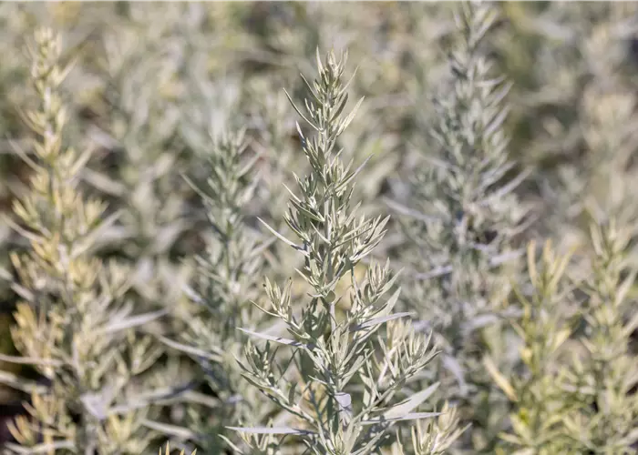 Artemisia ludoviciana 'Silver Queen'