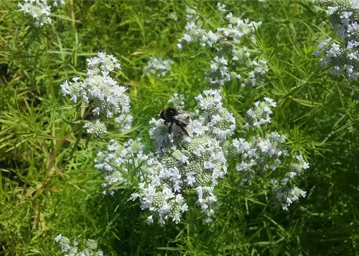 Pycnanthemum tenuifolium