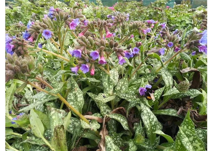 Pulmonaria saccharata 'Trevi Fountain'-R-