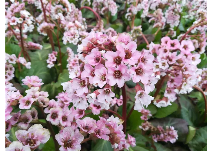 Bergenia cordifolia 'Silberlicht'