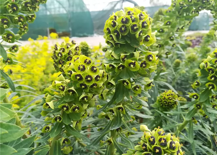 Euphorbia characias ssp.char.'Black Pearl'