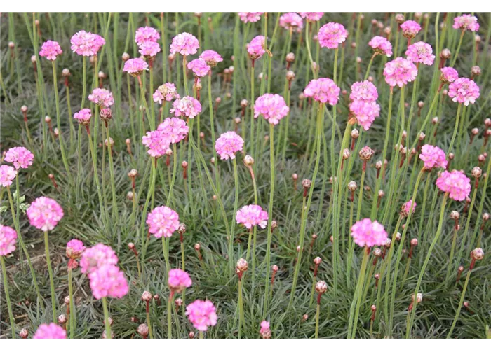 Armeria maritima 'Rubrifolia' ('Vesuv')