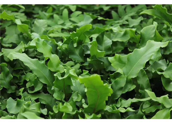 Asplenium scolopendrium 'Undulatum' (Phyllitis)