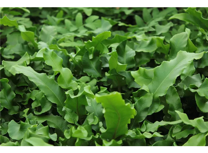 Hirschzungenfarn 'Undulatum'